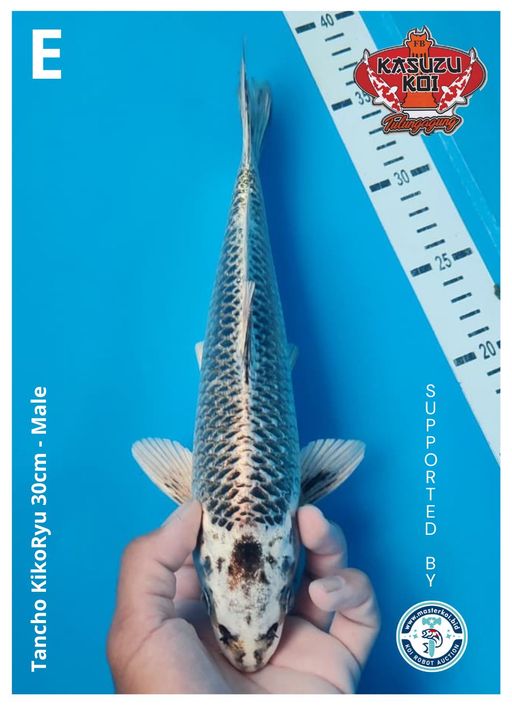 Lelang Koi Online, Jual Beli Ikan Koi, Pusat Jual Beli Koi, Info Lelang Koi Hari Ini, Platform Jual Beli Koi, Jual Beli Ikan Koi Online, Marketplace Ikan Koi, Jual Koi Terbaik, Tempat Beli Koi Berkualitas, Pasar Ikan Koi Online Terpercaya, Penjual Ikan Koi Terpercaya, Beli Koi Hias Online, Ikan Koi untuk Dijual, Koi Kualitas Terbaik, Toko Online Ikan Koi, Koi Hias Untuk Dijual, Jual Beli Ikan Koi Lokal, Koi Indonesia Online, Pusat Jual Beli Koi Terbesar