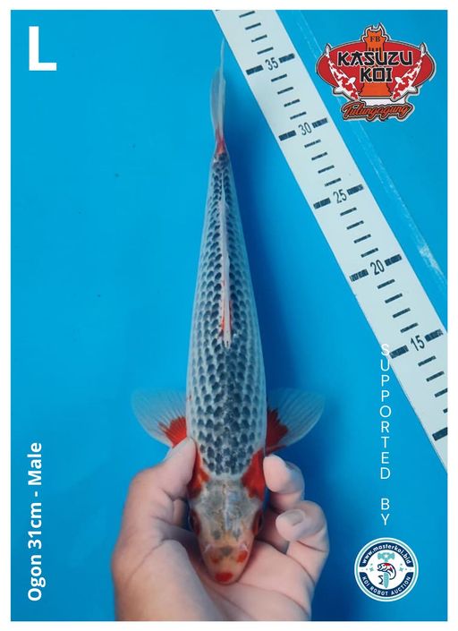Lelang Koi Online, Jual Beli Ikan Koi, Pusat Jual Beli Koi, Info Lelang Koi Hari Ini, Platform Jual Beli Koi, Jual Beli Ikan Koi Online, Marketplace Ikan Koi, Jual Koi Terbaik, Tempat Beli Koi Berkualitas, Pasar Ikan Koi Online Terpercaya, Penjual Ikan Koi Terpercaya, Beli Koi Hias Online, Ikan Koi untuk Dijual, Koi Kualitas Terbaik, Toko Online Ikan Koi, Koi Hias Untuk Dijual, Jual Beli Ikan Koi Lokal, Koi Indonesia Online, Pusat Jual Beli Koi Terbesar
