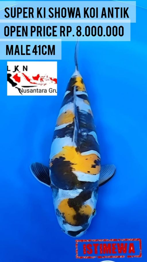 Lelang Koi Online, Jual Beli Ikan Koi, Pusat Jual Beli Koi, Info Lelang Koi Hari Ini, Platform Jual Beli Koi, Jual Beli Ikan Koi Online, Marketplace Ikan Koi, Jual Koi Terbaik, Tempat Beli Koi Berkualitas, Pasar Ikan Koi Online Terpercaya, Penjual Ikan Koi Terpercaya, Beli Koi Hias Online, Ikan Koi untuk Dijual, Koi Kualitas Terbaik, Toko Online Ikan Koi, Koi Hias Untuk Dijual, Jual Beli Ikan Koi Lokal, Koi Indonesia Online, Pusat Jual Beli Koi Terbesar