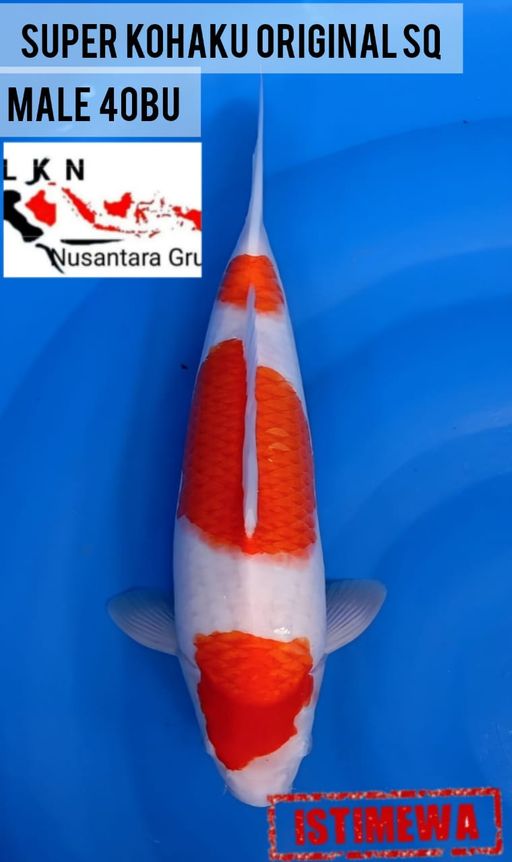 Lelang Koi Online, Jual Beli Ikan Koi, Pusat Jual Beli Koi, Info Lelang Koi Hari Ini, Platform Jual Beli Koi, Jual Beli Ikan Koi Online, Marketplace Ikan Koi, Jual Koi Terbaik, Tempat Beli Koi Berkualitas, Pasar Ikan Koi Online Terpercaya, Penjual Ikan Koi Terpercaya, Beli Koi Hias Online, Ikan Koi untuk Dijual, Koi Kualitas Terbaik, Toko Online Ikan Koi, Koi Hias Untuk Dijual, Jual Beli Ikan Koi Lokal, Koi Indonesia Online, Pusat Jual Beli Koi Terbesar