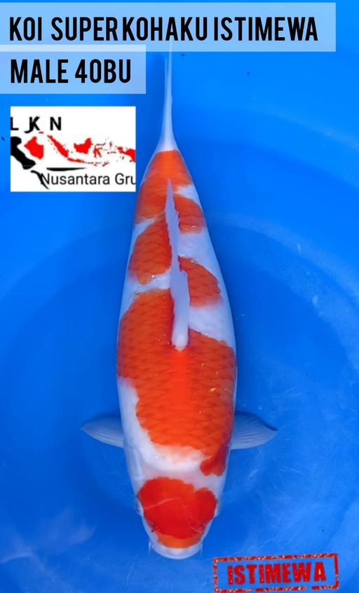 Lelang Koi Online, Jual Beli Ikan Koi, Pusat Jual Beli Koi, Info Lelang Koi Hari Ini, Platform Jual Beli Koi, Jual Beli Ikan Koi Online, Marketplace Ikan Koi, Jual Koi Terbaik, Tempat Beli Koi Berkualitas, Pasar Ikan Koi Online Terpercaya, Penjual Ikan Koi Terpercaya, Beli Koi Hias Online, Ikan Koi untuk Dijual, Koi Kualitas Terbaik, Toko Online Ikan Koi, Koi Hias Untuk Dijual, Jual Beli Ikan Koi Lokal, Koi Indonesia Online, Pusat Jual Beli Koi Terbesar