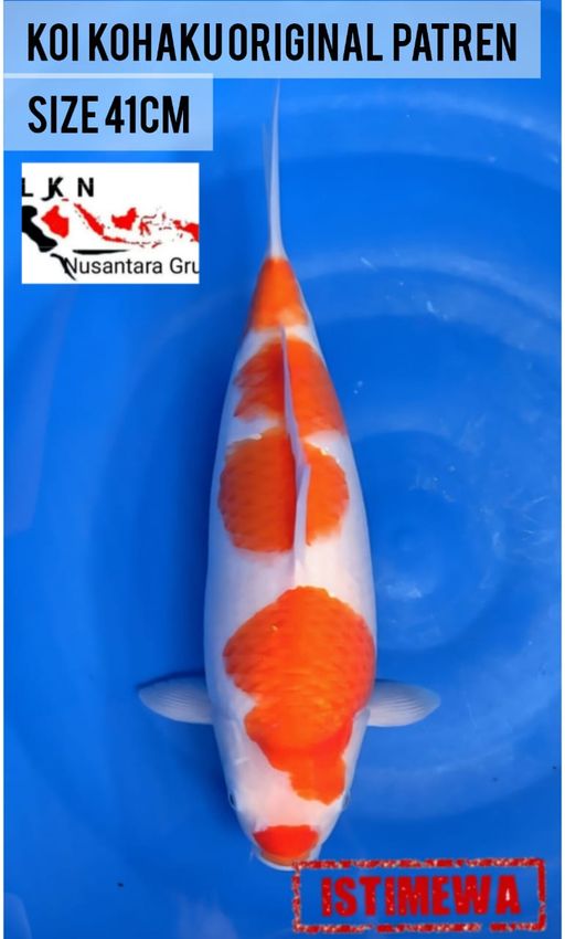 Lelang Koi Online, Jual Beli Ikan Koi, Pusat Jual Beli Koi, Info Lelang Koi Hari Ini, Platform Jual Beli Koi, Jual Beli Ikan Koi Online, Marketplace Ikan Koi, Jual Koi Terbaik, Tempat Beli Koi Berkualitas, Pasar Ikan Koi Online Terpercaya, Penjual Ikan Koi Terpercaya, Beli Koi Hias Online, Ikan Koi untuk Dijual, Koi Kualitas Terbaik, Toko Online Ikan Koi, Koi Hias Untuk Dijual, Jual Beli Ikan Koi Lokal, Koi Indonesia Online, Pusat Jual Beli Koi Terbesar