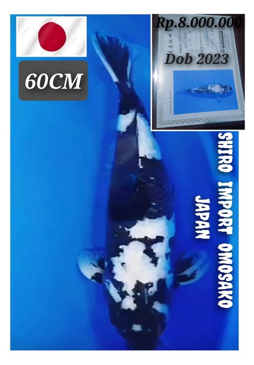 Lelang Koi Online, Jual Beli Ikan Koi, Pusat Jual Beli Koi, Info Lelang Koi Hari Ini, Platform Jual Beli Koi, Jual Beli Ikan Koi Online, Marketplace Ikan Koi, Jual Koi Terbaik, Tempat Beli Koi Berkualitas, Pasar Ikan Koi Online Terpercaya, Penjual Ikan Koi Terpercaya, Beli Koi Hias Online, Ikan Koi untuk Dijual, Koi Kualitas Terbaik, Toko Online Ikan Koi, Koi Hias Untuk Dijual, Jual Beli Ikan Koi Lokal, Koi Indonesia Online, Pusat Jual Beli Koi Terbesar