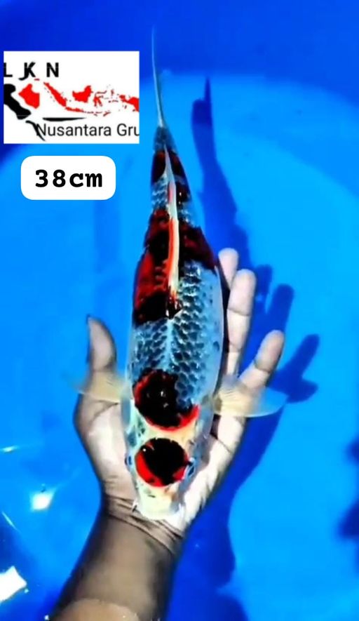 Lelang Koi Online, Jual Beli Ikan Koi, Pusat Jual Beli Koi, Info Lelang Koi Hari Ini, Platform Jual Beli Koi, Jual Beli Ikan Koi Online, Marketplace Ikan Koi, Jual Koi Terbaik, Tempat Beli Koi Berkualitas, Pasar Ikan Koi Online Terpercaya, Penjual Ikan Koi Terpercaya, Beli Koi Hias Online, Ikan Koi untuk Dijual, Koi Kualitas Terbaik, Toko Online Ikan Koi, Koi Hias Untuk Dijual, Jual Beli Ikan Koi Lokal, Koi Indonesia Online, Pusat Jual Beli Koi Terbesar