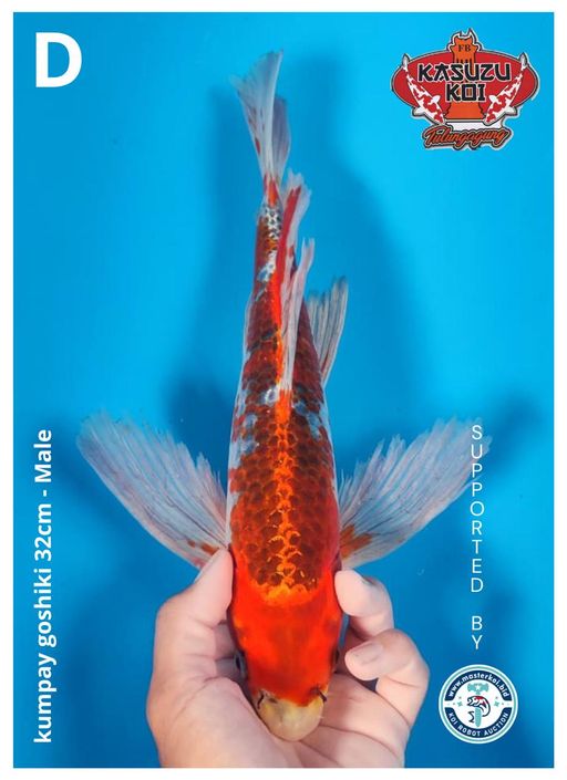 Lelang Koi Online, Jual Beli Ikan Koi, Pusat Jual Beli Koi, Info Lelang Koi Hari Ini, Platform Jual Beli Koi, Jual Beli Ikan Koi Online, Marketplace Ikan Koi, Jual Koi Terbaik, Tempat Beli Koi Berkualitas, Pasar Ikan Koi Online Terpercaya, Penjual Ikan Koi Terpercaya, Beli Koi Hias Online, Ikan Koi untuk Dijual, Koi Kualitas Terbaik, Toko Online Ikan Koi, Koi Hias Untuk Dijual, Jual Beli Ikan Koi Lokal, Koi Indonesia Online, Pusat Jual Beli Koi Terbesar