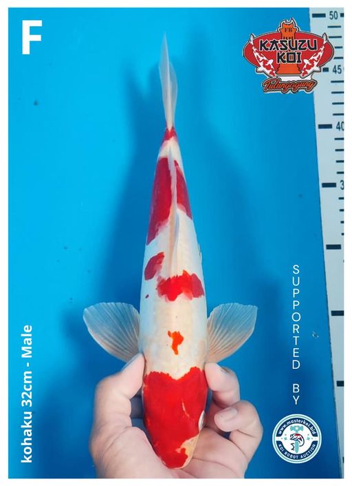 Lelang Koi Online, Jual Beli Ikan Koi, Pusat Jual Beli Koi, Info Lelang Koi Hari Ini, Platform Jual Beli Koi, Jual Beli Ikan Koi Online, Marketplace Ikan Koi, Jual Koi Terbaik, Tempat Beli Koi Berkualitas, Pasar Ikan Koi Online Terpercaya, Penjual Ikan Koi Terpercaya, Beli Koi Hias Online, Ikan Koi untuk Dijual, Koi Kualitas Terbaik, Toko Online Ikan Koi, Koi Hias Untuk Dijual, Jual Beli Ikan Koi Lokal, Koi Indonesia Online, Pusat Jual Beli Koi Terbesar
