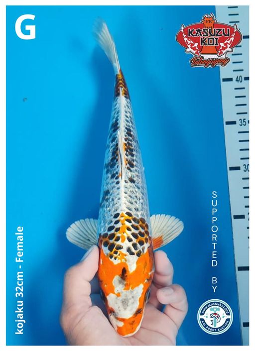 Lelang Koi Online, Jual Beli Ikan Koi, Pusat Jual Beli Koi, Info Lelang Koi Hari Ini, Platform Jual Beli Koi, Jual Beli Ikan Koi Online, Marketplace Ikan Koi, Jual Koi Terbaik, Tempat Beli Koi Berkualitas, Pasar Ikan Koi Online Terpercaya, Penjual Ikan Koi Terpercaya, Beli Koi Hias Online, Ikan Koi untuk Dijual, Koi Kualitas Terbaik, Toko Online Ikan Koi, Koi Hias Untuk Dijual, Jual Beli Ikan Koi Lokal, Koi Indonesia Online, Pusat Jual Beli Koi Terbesar