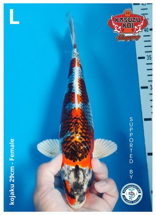 Lelang Koi Online, Jual Beli Ikan Koi, Pusat Jual Beli Koi, Info Lelang Koi Hari Ini, Platform Jual Beli Koi, Jual Beli Ikan Koi Online, Marketplace Ikan Koi, Jual Koi Terbaik, Tempat Beli Koi Berkualitas, Pasar Ikan Koi Online Terpercaya, Penjual Ikan Koi Terpercaya, Beli Koi Hias Online, Ikan Koi untuk Dijual, Koi Kualitas Terbaik, Toko Online Ikan Koi, Koi Hias Untuk Dijual, Jual Beli Ikan Koi Lokal, Koi Indonesia Online, Pusat Jual Beli Koi Terbesar