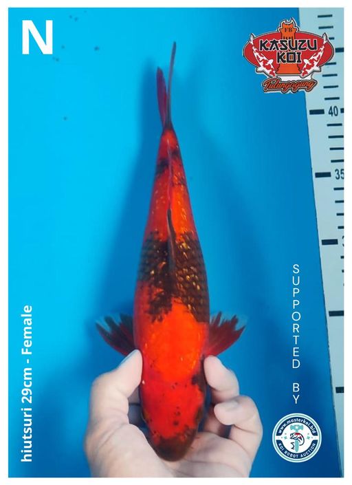 Lelang Koi Online, Jual Beli Ikan Koi, Pusat Jual Beli Koi, Info Lelang Koi Hari Ini, Platform Jual Beli Koi, Jual Beli Ikan Koi Online, Marketplace Ikan Koi, Jual Koi Terbaik, Tempat Beli Koi Berkualitas, Pasar Ikan Koi Online Terpercaya, Penjual Ikan Koi Terpercaya, Beli Koi Hias Online, Ikan Koi untuk Dijual, Koi Kualitas Terbaik, Toko Online Ikan Koi, Koi Hias Untuk Dijual, Jual Beli Ikan Koi Lokal, Koi Indonesia Online, Pusat Jual Beli Koi Terbesar