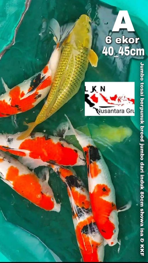 Lelang Koi Online, Jual Beli Ikan Koi, Pusat Jual Beli Koi, Info Lelang Koi Hari Ini, Platform Jual Beli Koi, Jual Beli Ikan Koi Online, Marketplace Ikan Koi, Jual Koi Terbaik, Tempat Beli Koi Berkualitas, Pasar Ikan Koi Online Terpercaya, Penjual Ikan Koi Terpercaya, Beli Koi Hias Online, Ikan Koi untuk Dijual, Koi Kualitas Terbaik, Toko Online Ikan Koi, Koi Hias Untuk Dijual, Jual Beli Ikan Koi Lokal, Koi Indonesia Online, Pusat Jual Beli Koi Terbesar