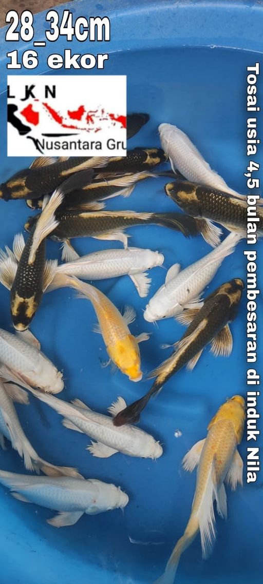 Lelang Koi Online, Jual Beli Ikan Koi, Pusat Jual Beli Koi, Info Lelang Koi Hari Ini, Platform Jual Beli Koi, Jual Beli Ikan Koi Online, Marketplace Ikan Koi, Jual Koi Terbaik, Tempat Beli Koi Berkualitas, Pasar Ikan Koi Online Terpercaya, Penjual Ikan Koi Terpercaya, Beli Koi Hias Online, Ikan Koi untuk Dijual, Koi Kualitas Terbaik, Toko Online Ikan Koi, Koi Hias Untuk Dijual, Jual Beli Ikan Koi Lokal, Koi Indonesia Online, Pusat Jual Beli Koi Terbesar
