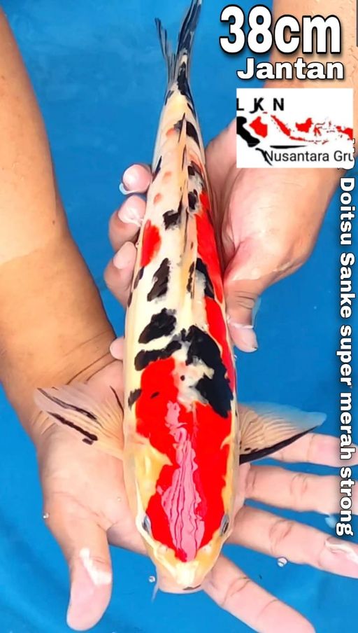 Lelang Koi Online, Jual Beli Ikan Koi, Pusat Jual Beli Koi, Info Lelang Koi Hari Ini, Platform Jual Beli Koi, Jual Beli Ikan Koi Online, Marketplace Ikan Koi, Jual Koi Terbaik, Tempat Beli Koi Berkualitas, Pasar Ikan Koi Online Terpercaya, Penjual Ikan Koi Terpercaya, Beli Koi Hias Online, Ikan Koi untuk Dijual, Koi Kualitas Terbaik, Toko Online Ikan Koi, Koi Hias Untuk Dijual, Jual Beli Ikan Koi Lokal, Koi Indonesia Online, Pusat Jual Beli Koi Terbesar