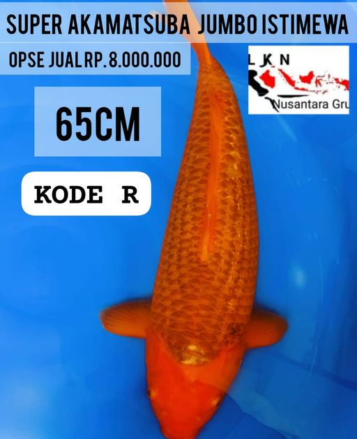 Lelang Koi Online, Jual Beli Ikan Koi, Pusat Jual Beli Koi, Info Lelang Koi Hari Ini, Platform Jual Beli Koi, Jual Beli Ikan Koi Online, Marketplace Ikan Koi, Jual Koi Terbaik, Tempat Beli Koi Berkualitas, Pasar Ikan Koi Online Terpercaya, Penjual Ikan Koi Terpercaya, Beli Koi Hias Online, Ikan Koi untuk Dijual, Koi Kualitas Terbaik, Toko Online Ikan Koi, Koi Hias Untuk Dijual, Jual Beli Ikan Koi Lokal, Koi Indonesia Online, Pusat Jual Beli Koi Terbesar