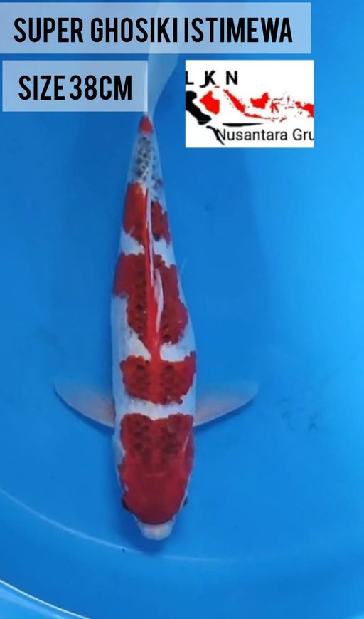 Lelang Koi Online, Jual Beli Ikan Koi, Pusat Jual Beli Koi, Info Lelang Koi Hari Ini, Platform Jual Beli Koi, Jual Beli Ikan Koi Online, Marketplace Ikan Koi, Jual Koi Terbaik, Tempat Beli Koi Berkualitas, Pasar Ikan Koi Online Terpercaya, Penjual Ikan Koi Terpercaya, Beli Koi Hias Online, Ikan Koi untuk Dijual, Koi Kualitas Terbaik, Toko Online Ikan Koi, Koi Hias Untuk Dijual, Jual Beli Ikan Koi Lokal, Koi Indonesia Online, Pusat Jual Beli Koi Terbesar