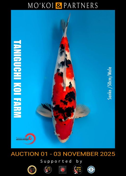 Lelang Koi Online, Jual Beli Ikan Koi, Pusat Jual Beli Koi, Info Lelang Koi Hari Ini, Platform Jual Beli Koi, Jual Beli Ikan Koi Online, Marketplace Ikan Koi, Jual Koi Terbaik, Tempat Beli Koi Berkualitas, Pasar Ikan Koi Online Terpercaya, Penjual Ikan Koi Terpercaya, Beli Koi Hias Online, Ikan Koi untuk Dijual, Koi Kualitas Terbaik, Toko Online Ikan Koi, Koi Hias Untuk Dijual, Jual Beli Ikan Koi Lokal, Koi Indonesia Online, Pusat Jual Beli Koi Terbesar