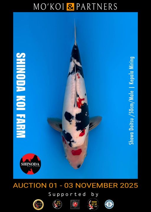 Lelang Koi Online, Jual Beli Ikan Koi, Pusat Jual Beli Koi, Info Lelang Koi Hari Ini, Platform Jual Beli Koi, Jual Beli Ikan Koi Online, Marketplace Ikan Koi, Jual Koi Terbaik, Tempat Beli Koi Berkualitas, Pasar Ikan Koi Online Terpercaya, Penjual Ikan Koi Terpercaya, Beli Koi Hias Online, Ikan Koi untuk Dijual, Koi Kualitas Terbaik, Toko Online Ikan Koi, Koi Hias Untuk Dijual, Jual Beli Ikan Koi Lokal, Koi Indonesia Online, Pusat Jual Beli Koi Terbesar