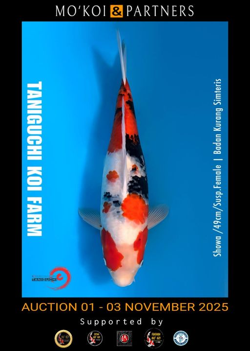 Lelang Koi Online, Jual Beli Ikan Koi, Pusat Jual Beli Koi, Info Lelang Koi Hari Ini, Platform Jual Beli Koi, Jual Beli Ikan Koi Online, Marketplace Ikan Koi, Jual Koi Terbaik, Tempat Beli Koi Berkualitas, Pasar Ikan Koi Online Terpercaya, Penjual Ikan Koi Terpercaya, Beli Koi Hias Online, Ikan Koi untuk Dijual, Koi Kualitas Terbaik, Toko Online Ikan Koi, Koi Hias Untuk Dijual, Jual Beli Ikan Koi Lokal, Koi Indonesia Online, Pusat Jual Beli Koi Terbesar