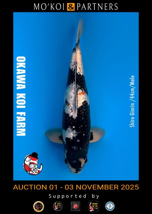 Lelang Koi Online, Jual Beli Ikan Koi, Pusat Jual Beli Koi, Info Lelang Koi Hari Ini, Platform Jual Beli Koi, Jual Beli Ikan Koi Online, Marketplace Ikan Koi, Jual Koi Terbaik, Tempat Beli Koi Berkualitas, Pasar Ikan Koi Online Terpercaya, Penjual Ikan Koi Terpercaya, Beli Koi Hias Online, Ikan Koi untuk Dijual, Koi Kualitas Terbaik, Toko Online Ikan Koi, Koi Hias Untuk Dijual, Jual Beli Ikan Koi Lokal, Koi Indonesia Online, Pusat Jual Beli Koi Terbesar