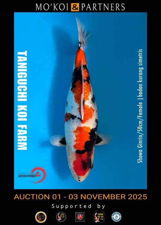 Lelang Koi Online, Jual Beli Ikan Koi, Pusat Jual Beli Koi, Info Lelang Koi Hari Ini, Platform Jual Beli Koi, Jual Beli Ikan Koi Online, Marketplace Ikan Koi, Jual Koi Terbaik, Tempat Beli Koi Berkualitas, Pasar Ikan Koi Online Terpercaya, Penjual Ikan Koi Terpercaya, Beli Koi Hias Online, Ikan Koi untuk Dijual, Koi Kualitas Terbaik, Toko Online Ikan Koi, Koi Hias Untuk Dijual, Jual Beli Ikan Koi Lokal, Koi Indonesia Online, Pusat Jual Beli Koi Terbesar