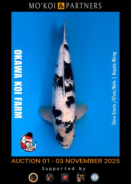 Lelang Koi Online, Jual Beli Ikan Koi, Pusat Jual Beli Koi, Info Lelang Koi Hari Ini, Platform Jual Beli Koi, Jual Beli Ikan Koi Online, Marketplace Ikan Koi, Jual Koi Terbaik, Tempat Beli Koi Berkualitas, Pasar Ikan Koi Online Terpercaya, Penjual Ikan Koi Terpercaya, Beli Koi Hias Online, Ikan Koi untuk Dijual, Koi Kualitas Terbaik, Toko Online Ikan Koi, Koi Hias Untuk Dijual, Jual Beli Ikan Koi Lokal, Koi Indonesia Online, Pusat Jual Beli Koi Terbesar