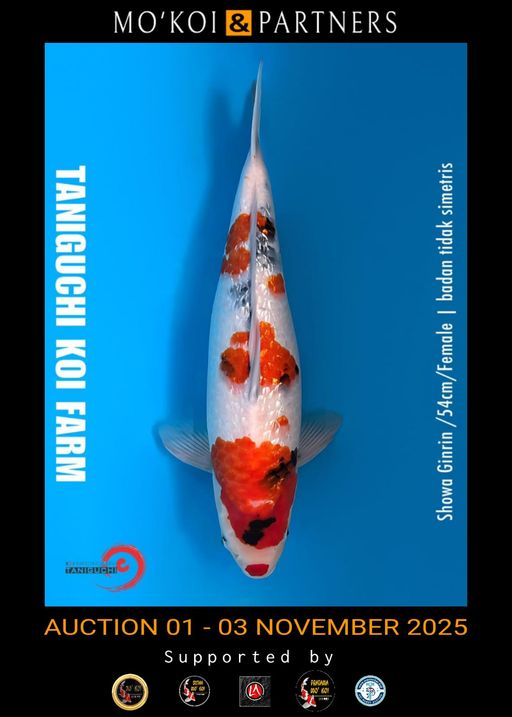 Lelang Koi Online, Jual Beli Ikan Koi, Pusat Jual Beli Koi, Info Lelang Koi Hari Ini, Platform Jual Beli Koi, Jual Beli Ikan Koi Online, Marketplace Ikan Koi, Jual Koi Terbaik, Tempat Beli Koi Berkualitas, Pasar Ikan Koi Online Terpercaya, Penjual Ikan Koi Terpercaya, Beli Koi Hias Online, Ikan Koi untuk Dijual, Koi Kualitas Terbaik, Toko Online Ikan Koi, Koi Hias Untuk Dijual, Jual Beli Ikan Koi Lokal, Koi Indonesia Online, Pusat Jual Beli Koi Terbesar