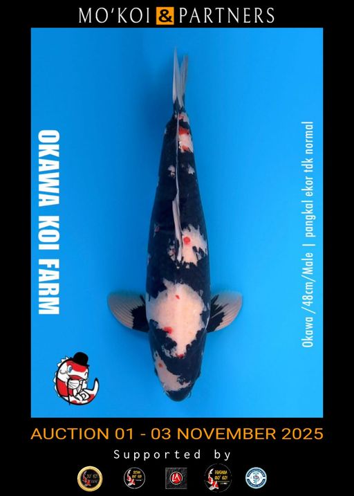 Lelang Koi Online, Jual Beli Ikan Koi, Pusat Jual Beli Koi, Info Lelang Koi Hari Ini, Platform Jual Beli Koi, Jual Beli Ikan Koi Online, Marketplace Ikan Koi, Jual Koi Terbaik, Tempat Beli Koi Berkualitas, Pasar Ikan Koi Online Terpercaya, Penjual Ikan Koi Terpercaya, Beli Koi Hias Online, Ikan Koi untuk Dijual, Koi Kualitas Terbaik, Toko Online Ikan Koi, Koi Hias Untuk Dijual, Jual Beli Ikan Koi Lokal, Koi Indonesia Online, Pusat Jual Beli Koi Terbesar