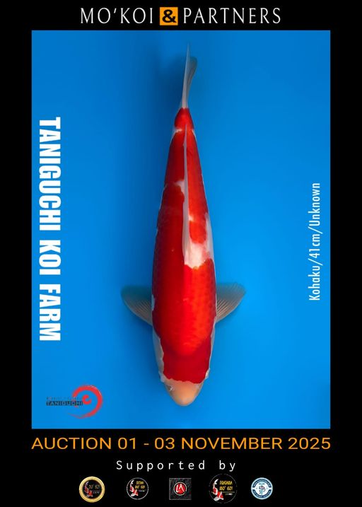 Lelang Koi Online, Jual Beli Ikan Koi, Pusat Jual Beli Koi, Info Lelang Koi Hari Ini, Platform Jual Beli Koi, Jual Beli Ikan Koi Online, Marketplace Ikan Koi, Jual Koi Terbaik, Tempat Beli Koi Berkualitas, Pasar Ikan Koi Online Terpercaya, Penjual Ikan Koi Terpercaya, Beli Koi Hias Online, Ikan Koi untuk Dijual, Koi Kualitas Terbaik, Toko Online Ikan Koi, Koi Hias Untuk Dijual, Jual Beli Ikan Koi Lokal, Koi Indonesia Online, Pusat Jual Beli Koi Terbesar