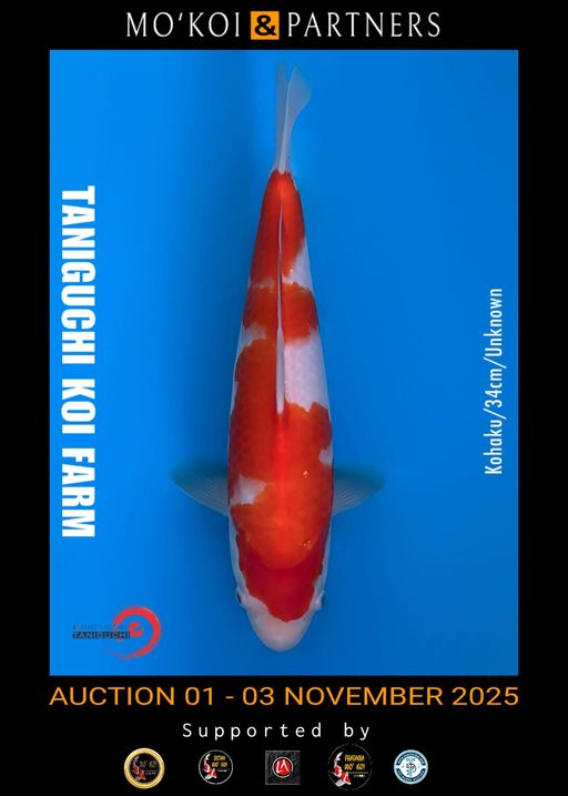 Lelang Koi Online, Jual Beli Ikan Koi, Pusat Jual Beli Koi, Info Lelang Koi Hari Ini, Platform Jual Beli Koi, Jual Beli Ikan Koi Online, Marketplace Ikan Koi, Jual Koi Terbaik, Tempat Beli Koi Berkualitas, Pasar Ikan Koi Online Terpercaya, Penjual Ikan Koi Terpercaya, Beli Koi Hias Online, Ikan Koi untuk Dijual, Koi Kualitas Terbaik, Toko Online Ikan Koi, Koi Hias Untuk Dijual, Jual Beli Ikan Koi Lokal, Koi Indonesia Online, Pusat Jual Beli Koi Terbesar