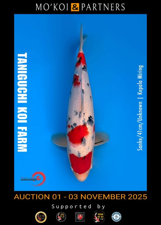 Lelang Koi Online, Jual Beli Ikan Koi, Pusat Jual Beli Koi, Info Lelang Koi Hari Ini, Platform Jual Beli Koi, Jual Beli Ikan Koi Online, Marketplace Ikan Koi, Jual Koi Terbaik, Tempat Beli Koi Berkualitas, Pasar Ikan Koi Online Terpercaya, Penjual Ikan Koi Terpercaya, Beli Koi Hias Online, Ikan Koi untuk Dijual, Koi Kualitas Terbaik, Toko Online Ikan Koi, Koi Hias Untuk Dijual, Jual Beli Ikan Koi Lokal, Koi Indonesia Online, Pusat Jual Beli Koi Terbesar