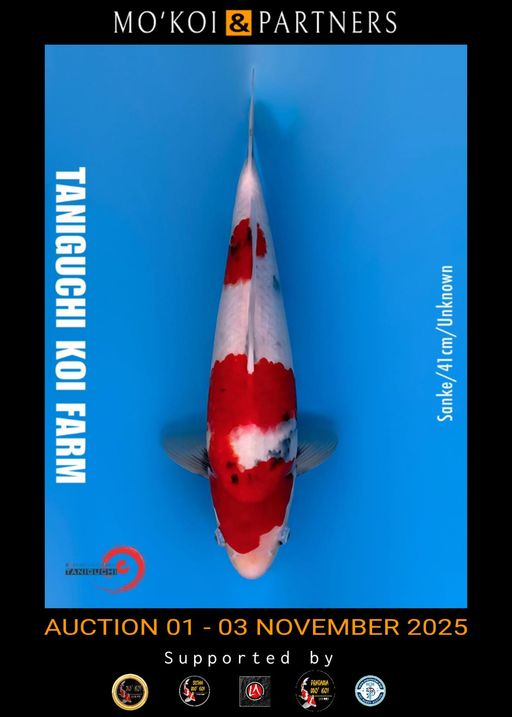 Lelang Koi Online, Jual Beli Ikan Koi, Pusat Jual Beli Koi, Info Lelang Koi Hari Ini, Platform Jual Beli Koi, Jual Beli Ikan Koi Online, Marketplace Ikan Koi, Jual Koi Terbaik, Tempat Beli Koi Berkualitas, Pasar Ikan Koi Online Terpercaya, Penjual Ikan Koi Terpercaya, Beli Koi Hias Online, Ikan Koi untuk Dijual, Koi Kualitas Terbaik, Toko Online Ikan Koi, Koi Hias Untuk Dijual, Jual Beli Ikan Koi Lokal, Koi Indonesia Online, Pusat Jual Beli Koi Terbesar