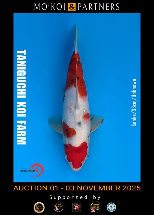 Lelang Koi Online, Jual Beli Ikan Koi, Pusat Jual Beli Koi, Info Lelang Koi Hari Ini, Platform Jual Beli Koi, Jual Beli Ikan Koi Online, Marketplace Ikan Koi, Jual Koi Terbaik, Tempat Beli Koi Berkualitas, Pasar Ikan Koi Online Terpercaya, Penjual Ikan Koi Terpercaya, Beli Koi Hias Online, Ikan Koi untuk Dijual, Koi Kualitas Terbaik, Toko Online Ikan Koi, Koi Hias Untuk Dijual, Jual Beli Ikan Koi Lokal, Koi Indonesia Online, Pusat Jual Beli Koi Terbesar