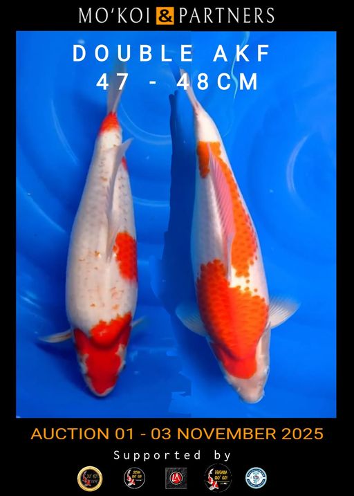 Lelang Koi Online, Jual Beli Ikan Koi, Pusat Jual Beli Koi, Info Lelang Koi Hari Ini, Platform Jual Beli Koi, Jual Beli Ikan Koi Online, Marketplace Ikan Koi, Jual Koi Terbaik, Tempat Beli Koi Berkualitas, Pasar Ikan Koi Online Terpercaya, Penjual Ikan Koi Terpercaya, Beli Koi Hias Online, Ikan Koi untuk Dijual, Koi Kualitas Terbaik, Toko Online Ikan Koi, Koi Hias Untuk Dijual, Jual Beli Ikan Koi Lokal, Koi Indonesia Online, Pusat Jual Beli Koi Terbesar