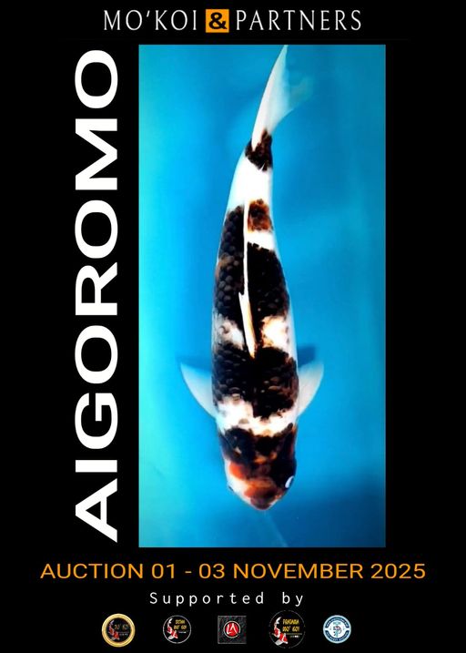 Lelang Koi Online, Jual Beli Ikan Koi, Pusat Jual Beli Koi, Info Lelang Koi Hari Ini, Platform Jual Beli Koi, Jual Beli Ikan Koi Online, Marketplace Ikan Koi, Jual Koi Terbaik, Tempat Beli Koi Berkualitas, Pasar Ikan Koi Online Terpercaya, Penjual Ikan Koi Terpercaya, Beli Koi Hias Online, Ikan Koi untuk Dijual, Koi Kualitas Terbaik, Toko Online Ikan Koi, Koi Hias Untuk Dijual, Jual Beli Ikan Koi Lokal, Koi Indonesia Online, Pusat Jual Beli Koi Terbesar