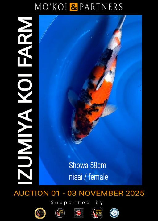 Lelang Koi Online, Jual Beli Ikan Koi, Pusat Jual Beli Koi, Info Lelang Koi Hari Ini, Platform Jual Beli Koi, Jual Beli Ikan Koi Online, Marketplace Ikan Koi, Jual Koi Terbaik, Tempat Beli Koi Berkualitas, Pasar Ikan Koi Online Terpercaya, Penjual Ikan Koi Terpercaya, Beli Koi Hias Online, Ikan Koi untuk Dijual, Koi Kualitas Terbaik, Toko Online Ikan Koi, Koi Hias Untuk Dijual, Jual Beli Ikan Koi Lokal, Koi Indonesia Online, Pusat Jual Beli Koi Terbesar