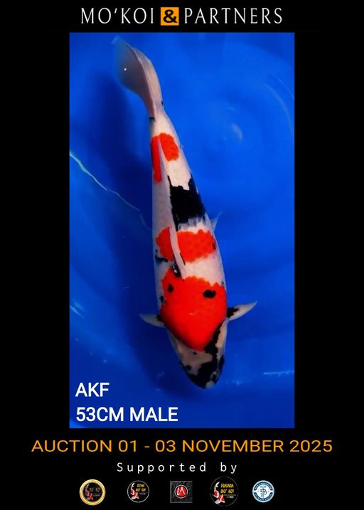 Lelang Koi Online, Jual Beli Ikan Koi, Pusat Jual Beli Koi, Info Lelang Koi Hari Ini, Platform Jual Beli Koi, Jual Beli Ikan Koi Online, Marketplace Ikan Koi, Jual Koi Terbaik, Tempat Beli Koi Berkualitas, Pasar Ikan Koi Online Terpercaya, Penjual Ikan Koi Terpercaya, Beli Koi Hias Online, Ikan Koi untuk Dijual, Koi Kualitas Terbaik, Toko Online Ikan Koi, Koi Hias Untuk Dijual, Jual Beli Ikan Koi Lokal, Koi Indonesia Online, Pusat Jual Beli Koi Terbesar