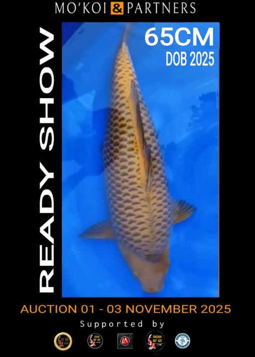 Lelang Koi Online, Jual Beli Ikan Koi, Pusat Jual Beli Koi, Info Lelang Koi Hari Ini, Platform Jual Beli Koi, Jual Beli Ikan Koi Online, Marketplace Ikan Koi, Jual Koi Terbaik, Tempat Beli Koi Berkualitas, Pasar Ikan Koi Online Terpercaya, Penjual Ikan Koi Terpercaya, Beli Koi Hias Online, Ikan Koi untuk Dijual, Koi Kualitas Terbaik, Toko Online Ikan Koi, Koi Hias Untuk Dijual, Jual Beli Ikan Koi Lokal, Koi Indonesia Online, Pusat Jual Beli Koi Terbesar