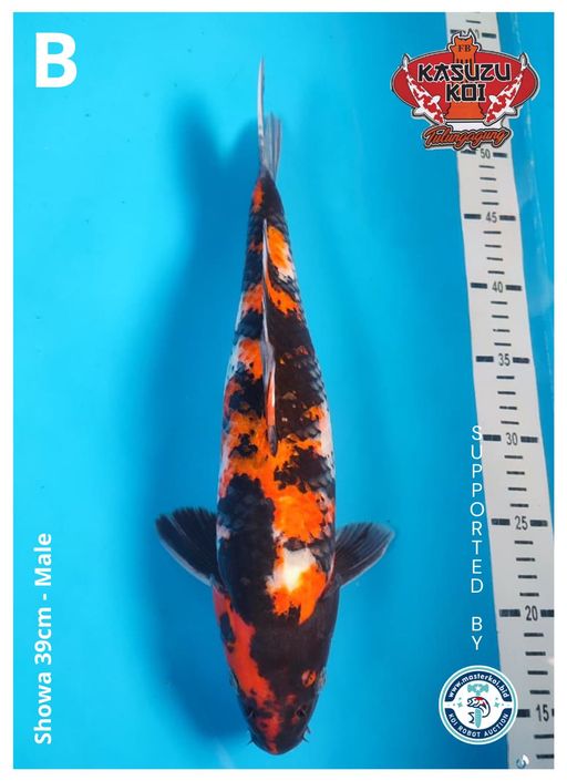 Lelang Koi Online, Jual Beli Ikan Koi, Pusat Jual Beli Koi, Info Lelang Koi Hari Ini, Platform Jual Beli Koi, Jual Beli Ikan Koi Online, Marketplace Ikan Koi, Jual Koi Terbaik, Tempat Beli Koi Berkualitas, Pasar Ikan Koi Online Terpercaya, Penjual Ikan Koi Terpercaya, Beli Koi Hias Online, Ikan Koi untuk Dijual, Koi Kualitas Terbaik, Toko Online Ikan Koi, Koi Hias Untuk Dijual, Jual Beli Ikan Koi Lokal, Koi Indonesia Online, Pusat Jual Beli Koi Terbesar