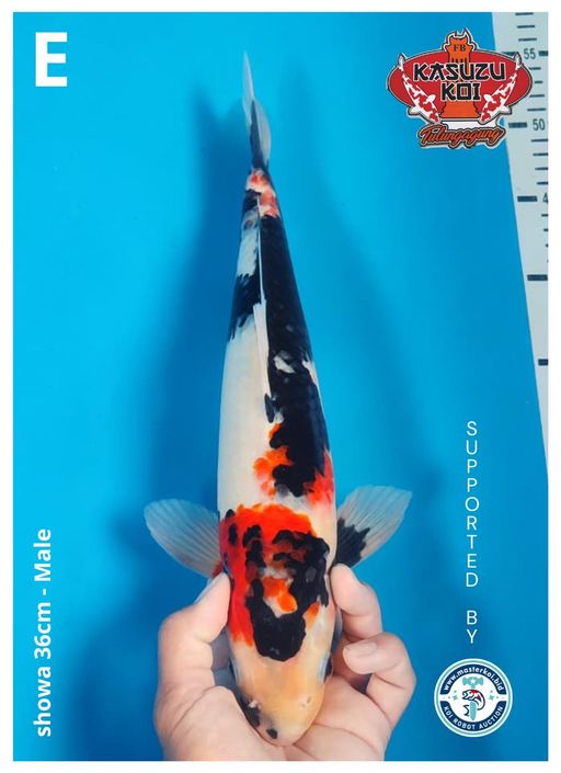 Lelang Koi Online, Jual Beli Ikan Koi, Pusat Jual Beli Koi, Info Lelang Koi Hari Ini, Platform Jual Beli Koi, Jual Beli Ikan Koi Online, Marketplace Ikan Koi, Jual Koi Terbaik, Tempat Beli Koi Berkualitas, Pasar Ikan Koi Online Terpercaya, Penjual Ikan Koi Terpercaya, Beli Koi Hias Online, Ikan Koi untuk Dijual, Koi Kualitas Terbaik, Toko Online Ikan Koi, Koi Hias Untuk Dijual, Jual Beli Ikan Koi Lokal, Koi Indonesia Online, Pusat Jual Beli Koi Terbesar