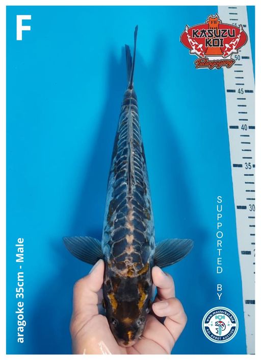 Lelang Koi Online, Jual Beli Ikan Koi, Pusat Jual Beli Koi, Info Lelang Koi Hari Ini, Platform Jual Beli Koi, Jual Beli Ikan Koi Online, Marketplace Ikan Koi, Jual Koi Terbaik, Tempat Beli Koi Berkualitas, Pasar Ikan Koi Online Terpercaya, Penjual Ikan Koi Terpercaya, Beli Koi Hias Online, Ikan Koi untuk Dijual, Koi Kualitas Terbaik, Toko Online Ikan Koi, Koi Hias Untuk Dijual, Jual Beli Ikan Koi Lokal, Koi Indonesia Online, Pusat Jual Beli Koi Terbesar