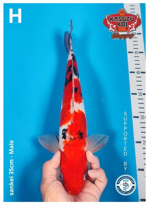 Lelang Koi Online, Jual Beli Ikan Koi, Pusat Jual Beli Koi, Info Lelang Koi Hari Ini, Platform Jual Beli Koi, Jual Beli Ikan Koi Online, Marketplace Ikan Koi, Jual Koi Terbaik, Tempat Beli Koi Berkualitas, Pasar Ikan Koi Online Terpercaya, Penjual Ikan Koi Terpercaya, Beli Koi Hias Online, Ikan Koi untuk Dijual, Koi Kualitas Terbaik, Toko Online Ikan Koi, Koi Hias Untuk Dijual, Jual Beli Ikan Koi Lokal, Koi Indonesia Online, Pusat Jual Beli Koi Terbesar
