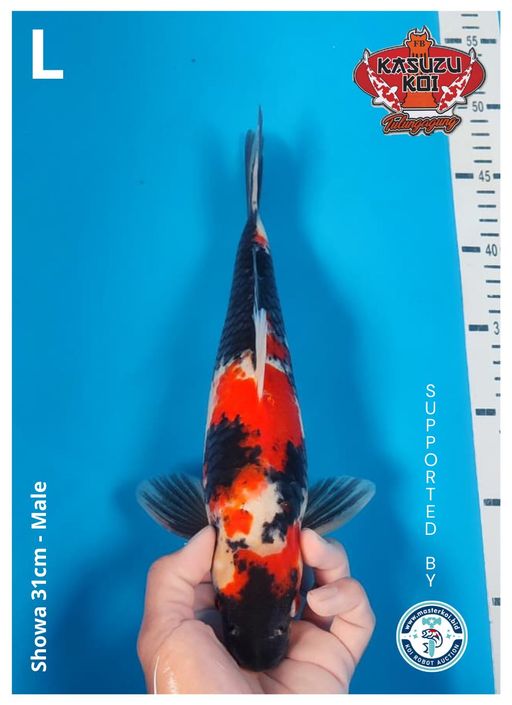 Lelang Koi Online, Jual Beli Ikan Koi, Pusat Jual Beli Koi, Info Lelang Koi Hari Ini, Platform Jual Beli Koi, Jual Beli Ikan Koi Online, Marketplace Ikan Koi, Jual Koi Terbaik, Tempat Beli Koi Berkualitas, Pasar Ikan Koi Online Terpercaya, Penjual Ikan Koi Terpercaya, Beli Koi Hias Online, Ikan Koi untuk Dijual, Koi Kualitas Terbaik, Toko Online Ikan Koi, Koi Hias Untuk Dijual, Jual Beli Ikan Koi Lokal, Koi Indonesia Online, Pusat Jual Beli Koi Terbesar