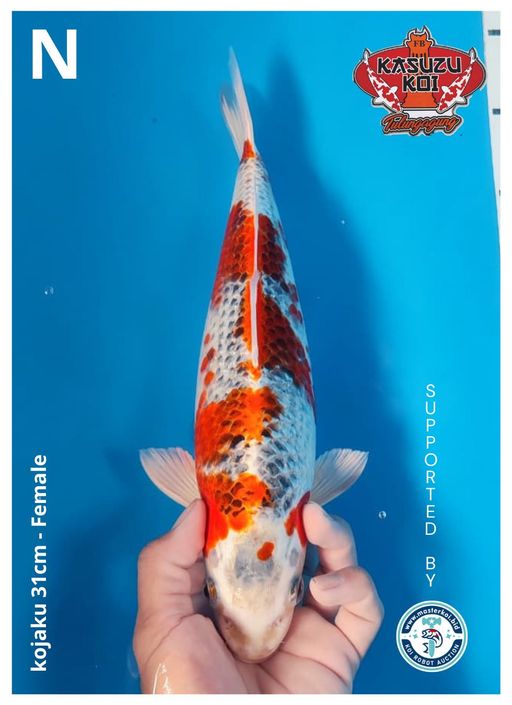 Lelang Koi Online, Jual Beli Ikan Koi, Pusat Jual Beli Koi, Info Lelang Koi Hari Ini, Platform Jual Beli Koi, Jual Beli Ikan Koi Online, Marketplace Ikan Koi, Jual Koi Terbaik, Tempat Beli Koi Berkualitas, Pasar Ikan Koi Online Terpercaya, Penjual Ikan Koi Terpercaya, Beli Koi Hias Online, Ikan Koi untuk Dijual, Koi Kualitas Terbaik, Toko Online Ikan Koi, Koi Hias Untuk Dijual, Jual Beli Ikan Koi Lokal, Koi Indonesia Online, Pusat Jual Beli Koi Terbesar