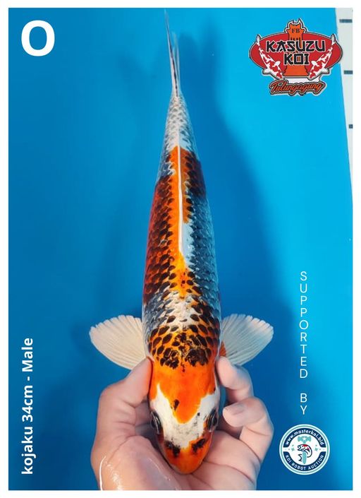 Lelang Koi Online, Jual Beli Ikan Koi, Pusat Jual Beli Koi, Info Lelang Koi Hari Ini, Platform Jual Beli Koi, Jual Beli Ikan Koi Online, Marketplace Ikan Koi, Jual Koi Terbaik, Tempat Beli Koi Berkualitas, Pasar Ikan Koi Online Terpercaya, Penjual Ikan Koi Terpercaya, Beli Koi Hias Online, Ikan Koi untuk Dijual, Koi Kualitas Terbaik, Toko Online Ikan Koi, Koi Hias Untuk Dijual, Jual Beli Ikan Koi Lokal, Koi Indonesia Online, Pusat Jual Beli Koi Terbesar