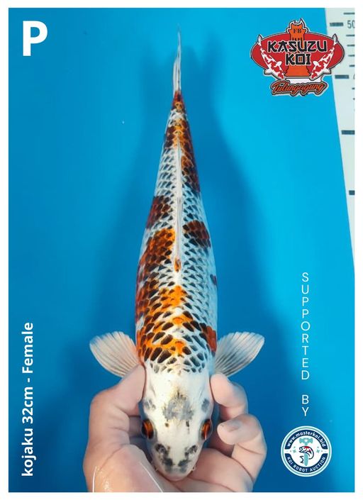 Lelang Koi Online, Jual Beli Ikan Koi, Pusat Jual Beli Koi, Info Lelang Koi Hari Ini, Platform Jual Beli Koi, Jual Beli Ikan Koi Online, Marketplace Ikan Koi, Jual Koi Terbaik, Tempat Beli Koi Berkualitas, Pasar Ikan Koi Online Terpercaya, Penjual Ikan Koi Terpercaya, Beli Koi Hias Online, Ikan Koi untuk Dijual, Koi Kualitas Terbaik, Toko Online Ikan Koi, Koi Hias Untuk Dijual, Jual Beli Ikan Koi Lokal, Koi Indonesia Online, Pusat Jual Beli Koi Terbesar