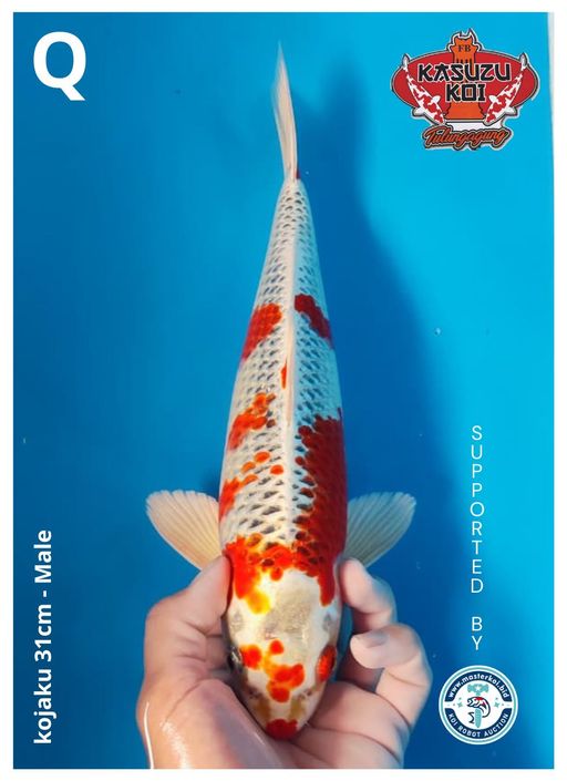Lelang Koi Online, Jual Beli Ikan Koi, Pusat Jual Beli Koi, Info Lelang Koi Hari Ini, Platform Jual Beli Koi, Jual Beli Ikan Koi Online, Marketplace Ikan Koi, Jual Koi Terbaik, Tempat Beli Koi Berkualitas, Pasar Ikan Koi Online Terpercaya, Penjual Ikan Koi Terpercaya, Beli Koi Hias Online, Ikan Koi untuk Dijual, Koi Kualitas Terbaik, Toko Online Ikan Koi, Koi Hias Untuk Dijual, Jual Beli Ikan Koi Lokal, Koi Indonesia Online, Pusat Jual Beli Koi Terbesar