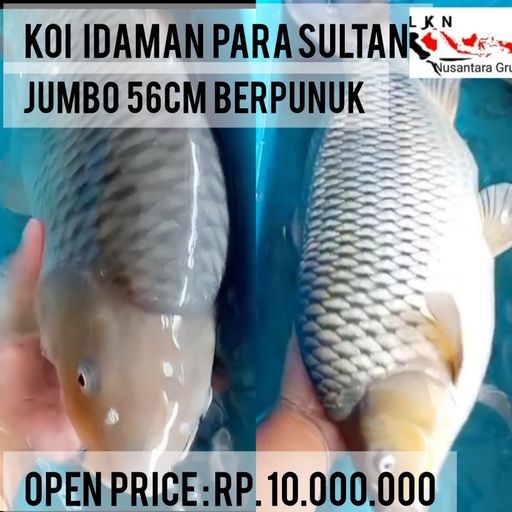 Lelang Koi Online, Jual Beli Ikan Koi, Pusat Jual Beli Koi, Info Lelang Koi Hari Ini, Platform Jual Beli Koi, Jual Beli Ikan Koi Online, Marketplace Ikan Koi, Jual Koi Terbaik, Tempat Beli Koi Berkualitas, Pasar Ikan Koi Online Terpercaya, Penjual Ikan Koi Terpercaya, Beli Koi Hias Online, Ikan Koi untuk Dijual, Koi Kualitas Terbaik, Toko Online Ikan Koi, Koi Hias Untuk Dijual, Jual Beli Ikan Koi Lokal, Koi Indonesia Online, Pusat Jual Beli Koi Terbesar