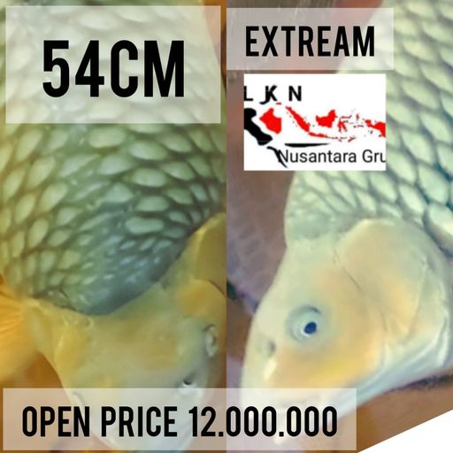 Lelang Koi Online, Jual Beli Ikan Koi, Pusat Jual Beli Koi, Info Lelang Koi Hari Ini, Platform Jual Beli Koi, Jual Beli Ikan Koi Online, Marketplace Ikan Koi, Jual Koi Terbaik, Tempat Beli Koi Berkualitas, Pasar Ikan Koi Online Terpercaya, Penjual Ikan Koi Terpercaya, Beli Koi Hias Online, Ikan Koi untuk Dijual, Koi Kualitas Terbaik, Toko Online Ikan Koi, Koi Hias Untuk Dijual, Jual Beli Ikan Koi Lokal, Koi Indonesia Online, Pusat Jual Beli Koi Terbesar