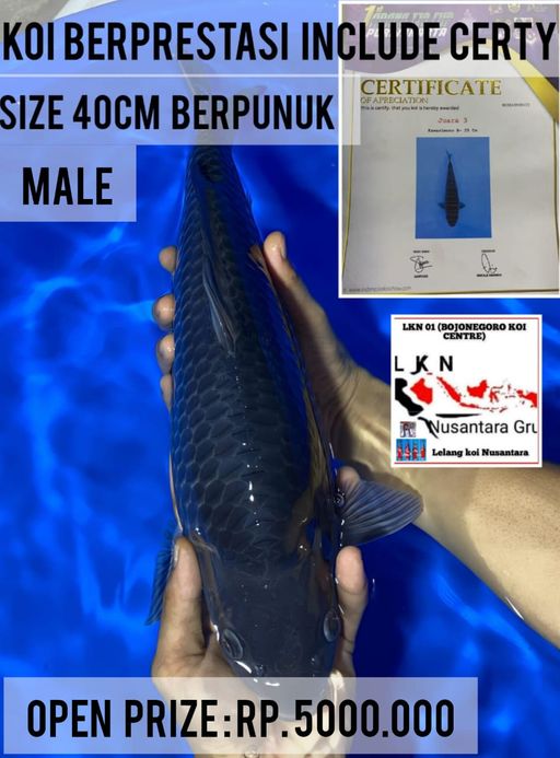 Lelang Koi Online, Jual Beli Ikan Koi, Pusat Jual Beli Koi, Info Lelang Koi Hari Ini, Platform Jual Beli Koi, Jual Beli Ikan Koi Online, Marketplace Ikan Koi, Jual Koi Terbaik, Tempat Beli Koi Berkualitas, Pasar Ikan Koi Online Terpercaya, Penjual Ikan Koi Terpercaya, Beli Koi Hias Online, Ikan Koi untuk Dijual, Koi Kualitas Terbaik, Toko Online Ikan Koi, Koi Hias Untuk Dijual, Jual Beli Ikan Koi Lokal, Koi Indonesia Online, Pusat Jual Beli Koi Terbesar