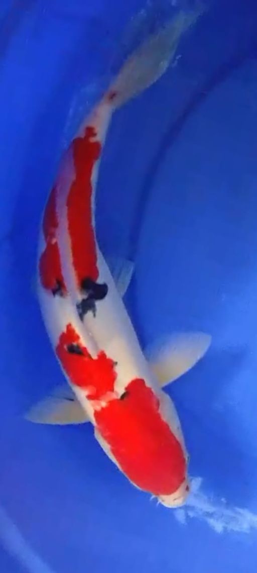 Lelang Koi Online, Jual Beli Ikan Koi, Pusat Jual Beli Koi, Info Lelang Koi Hari Ini, Platform Jual Beli Koi, Jual Beli Ikan Koi Online, Marketplace Ikan Koi, Jual Koi Terbaik, Tempat Beli Koi Berkualitas, Pasar Ikan Koi Online Terpercaya, Penjual Ikan Koi Terpercaya, Beli Koi Hias Online, Ikan Koi untuk Dijual, Koi Kualitas Terbaik, Toko Online Ikan Koi, Koi Hias Untuk Dijual, Jual Beli Ikan Koi Lokal, Koi Indonesia Online, Pusat Jual Beli Koi Terbesar