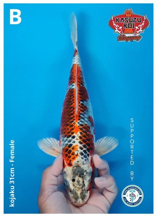 Lelang Koi Online, Jual Beli Ikan Koi, Pusat Jual Beli Koi, Info Lelang Koi Hari Ini, Platform Jual Beli Koi, Jual Beli Ikan Koi Online, Marketplace Ikan Koi, Jual Koi Terbaik, Tempat Beli Koi Berkualitas, Pasar Ikan Koi Online Terpercaya, Penjual Ikan Koi Terpercaya, Beli Koi Hias Online, Ikan Koi untuk Dijual, Koi Kualitas Terbaik, Toko Online Ikan Koi, Koi Hias Untuk Dijual, Jual Beli Ikan Koi Lokal, Koi Indonesia Online, Pusat Jual Beli Koi Terbesar